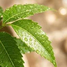 Neem